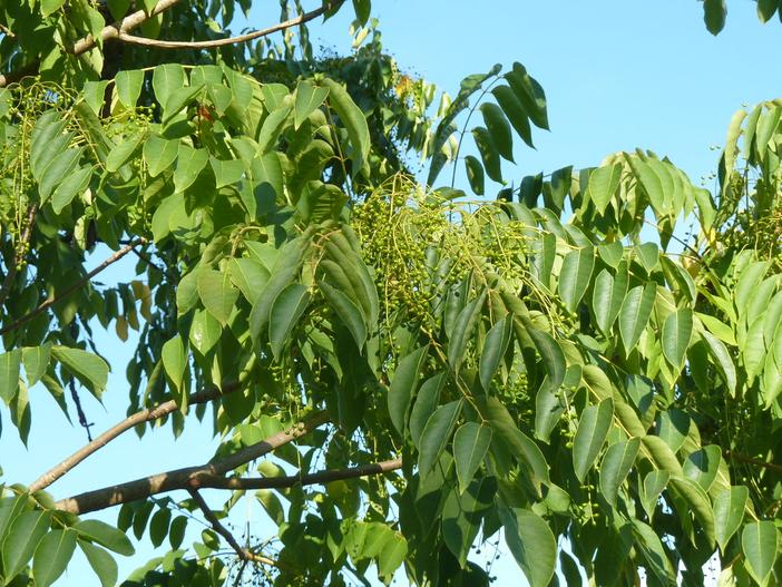 Toxicodendron vernicifluum image