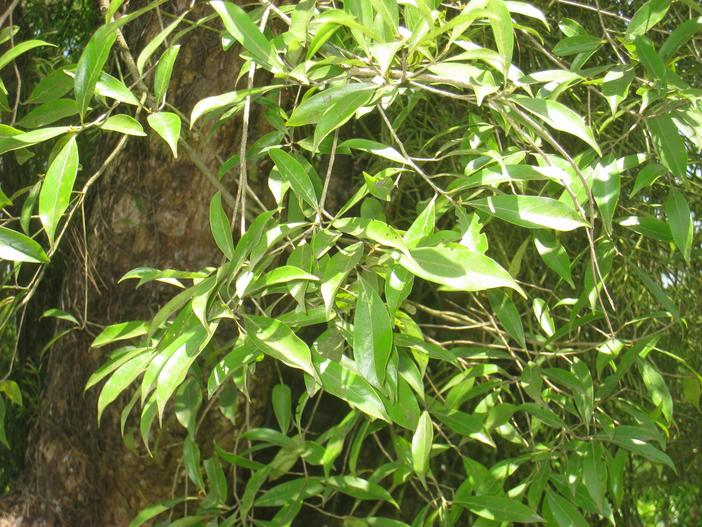 Ocotea porosa image