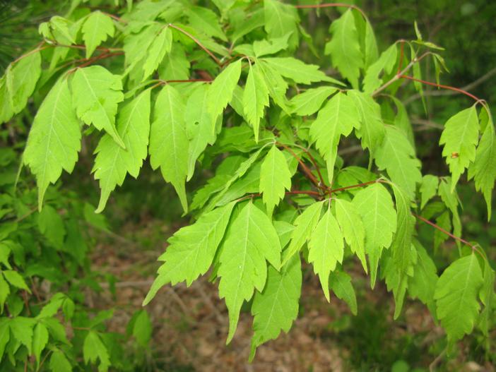 Acer cissifolium image