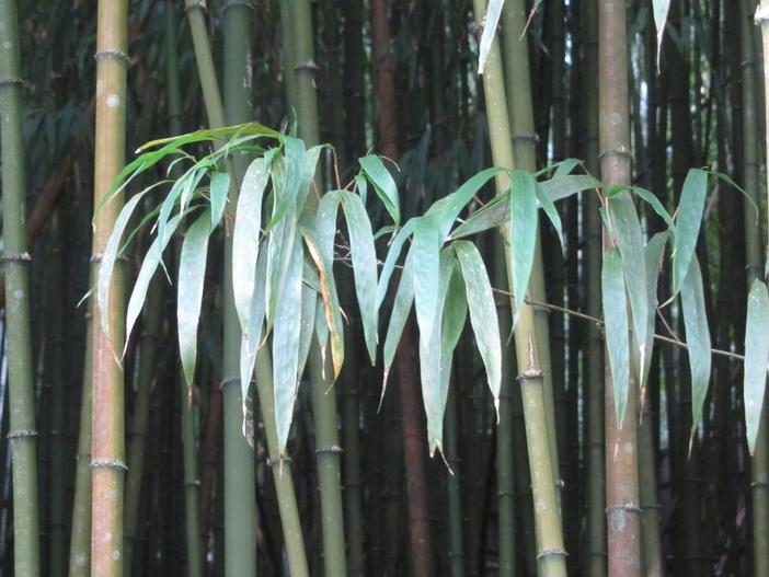 Chimonobambusa quadrangularis image