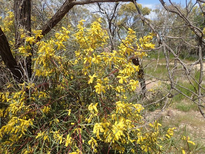 Acacia doratoxylon image