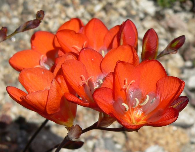 Tritonia crocata image