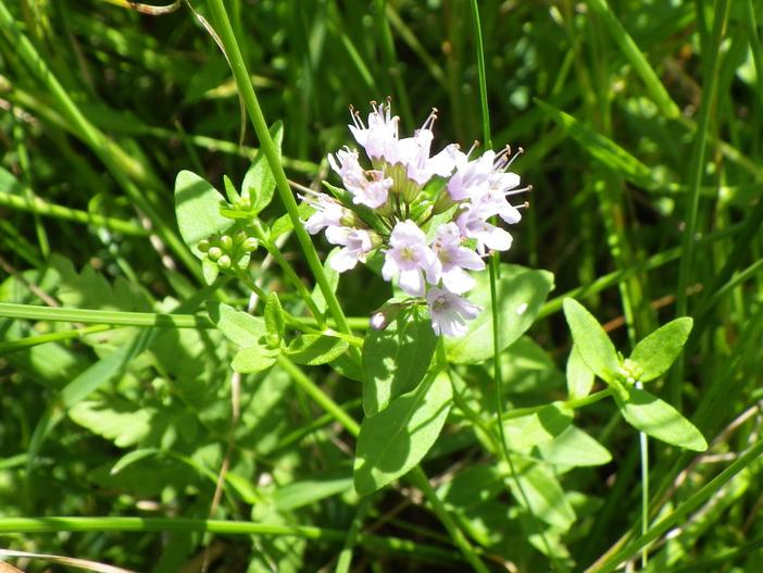 Mentha japonica image