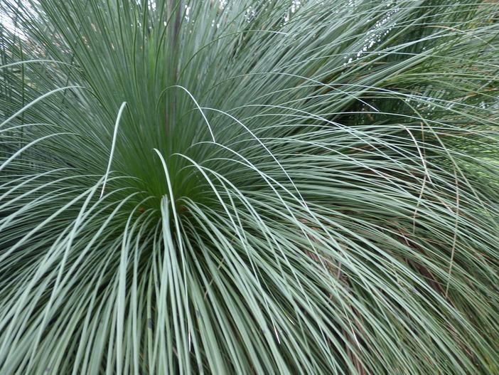 Xanthorrhoea preissii image