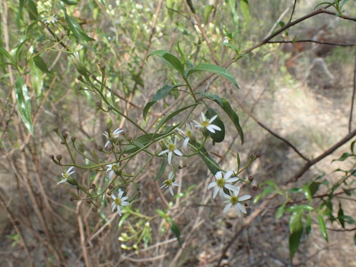 Olearia elliptica image