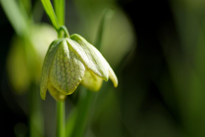 Fritillaria thunbergii image
