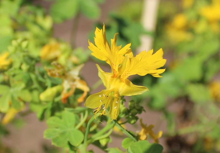 Tropaeolum peregrinum image