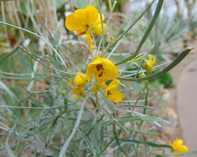Cassia eremophila image