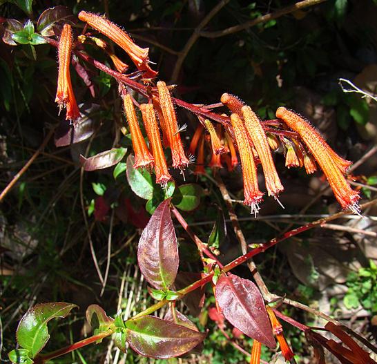 Cuphea hookeriana image