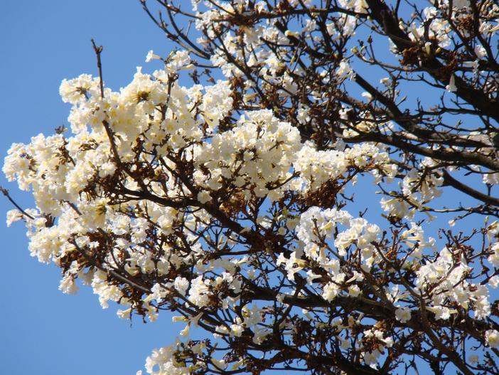 Handroanthus albus image