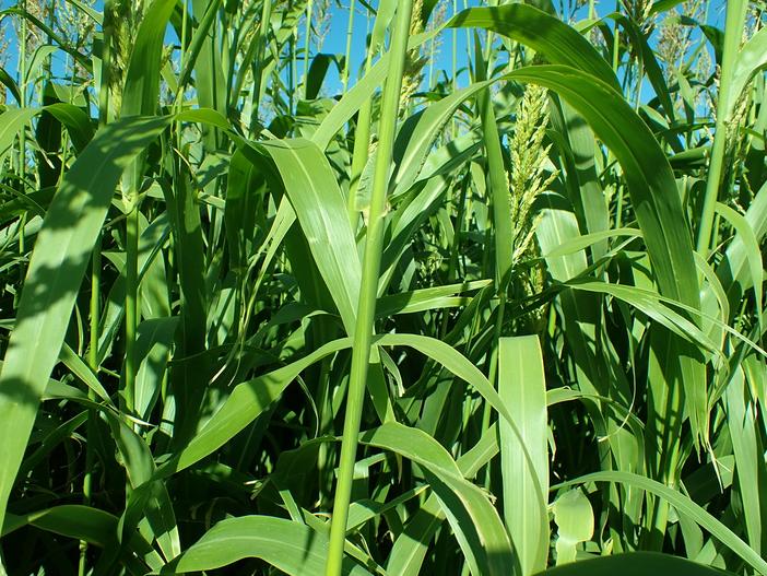 Sorghum bicolor image