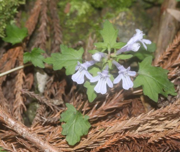 Ajuga japonica image