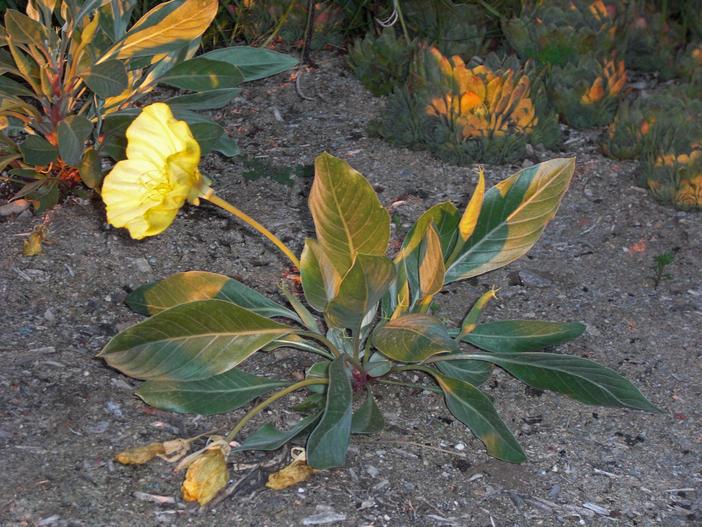 Oenothera macrocarpa subsp. incana image
