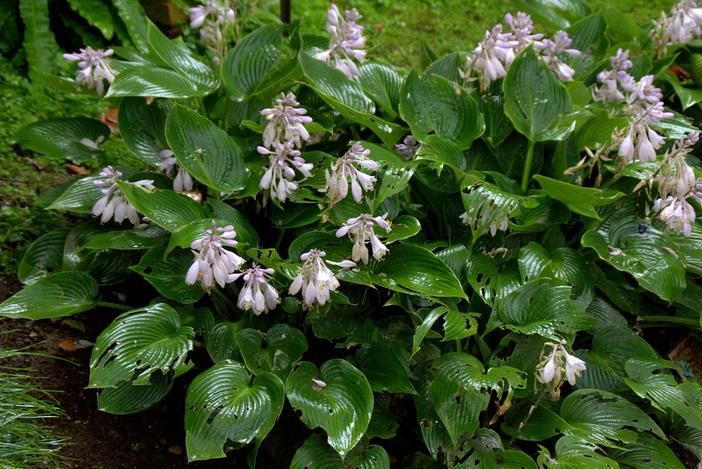 Hosta fortunei image