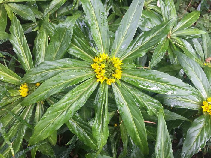 Lysimachia paridiformis image