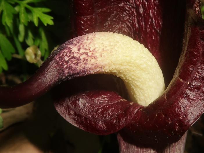 Arisaema thunbergii image