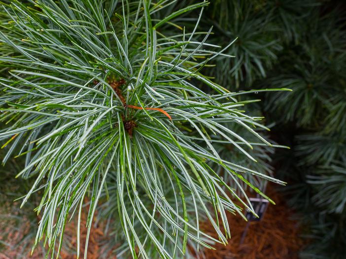 Pinus koraiensis image
