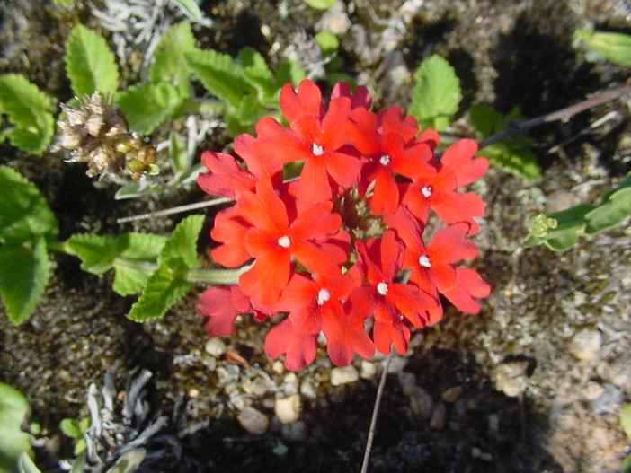 Glandularia peruviana image