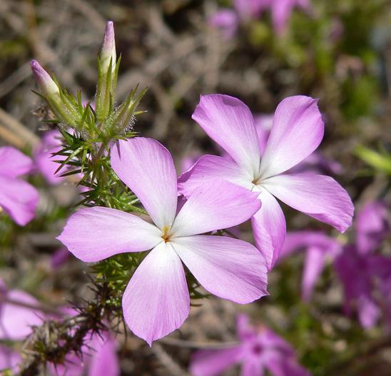 Leptodactylon californicum image