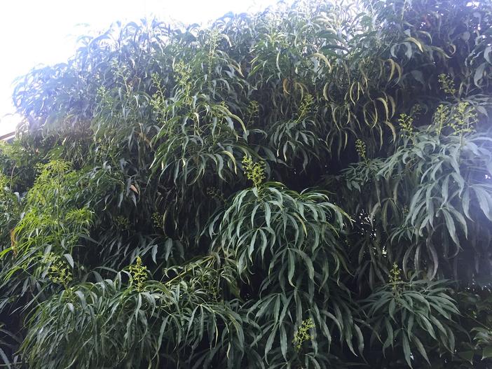 Metapanax delavayi image