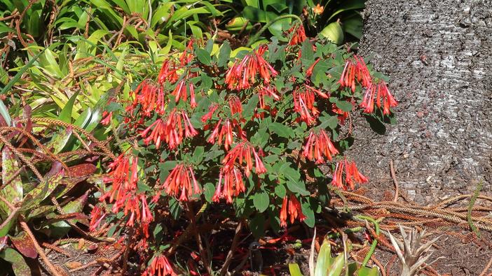 Fuchsia triphylla image
