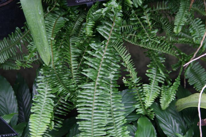Nephrolepis obliterata image