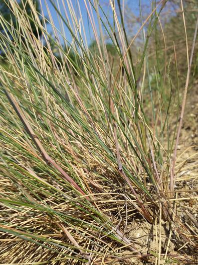 Festuca vaginata image