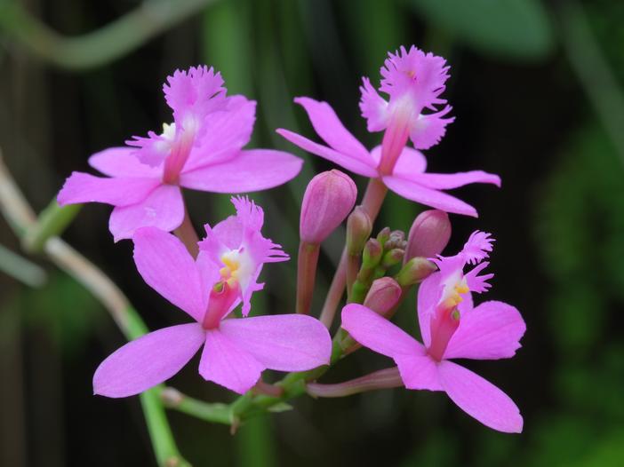 Epidendrum ibaguense image