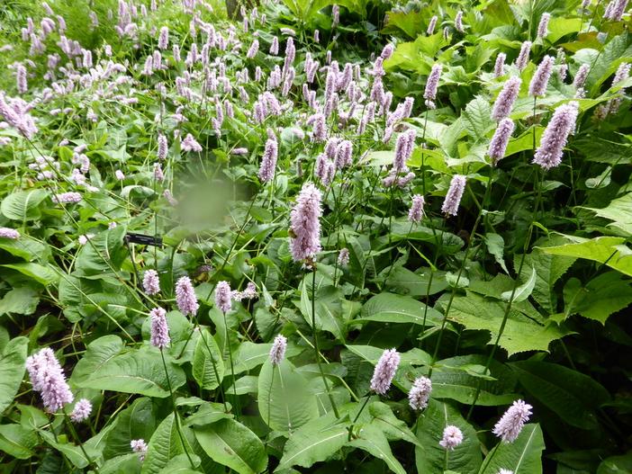 Bistorta officinalis image