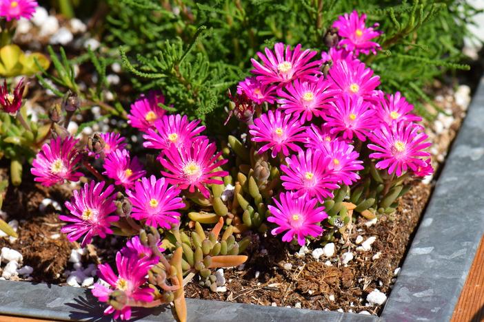 Lampranthus spectabilis image