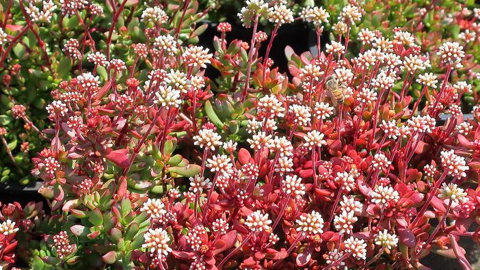 Crassula pubescens subsp. radicans image