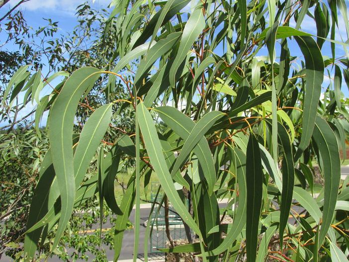 Eucalyptus camaldulensis image