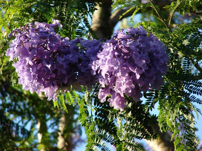 Jacaranda mimosifolia image