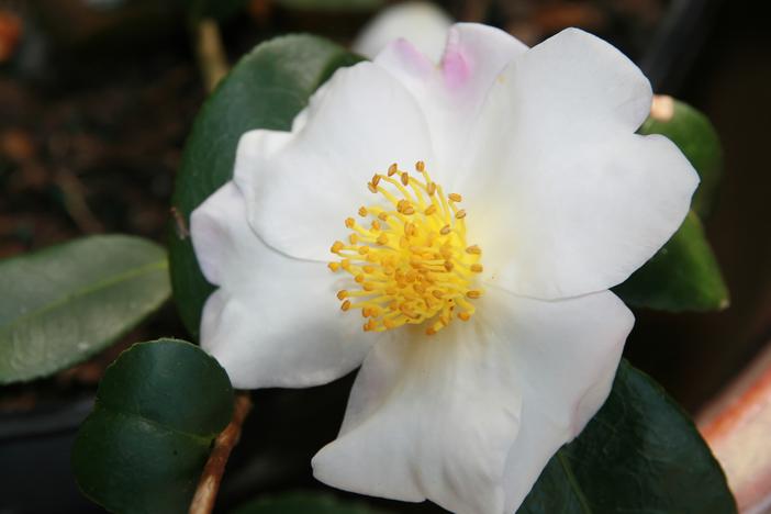 Camellia oleifera image