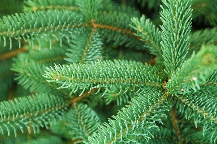 Picea asperata image