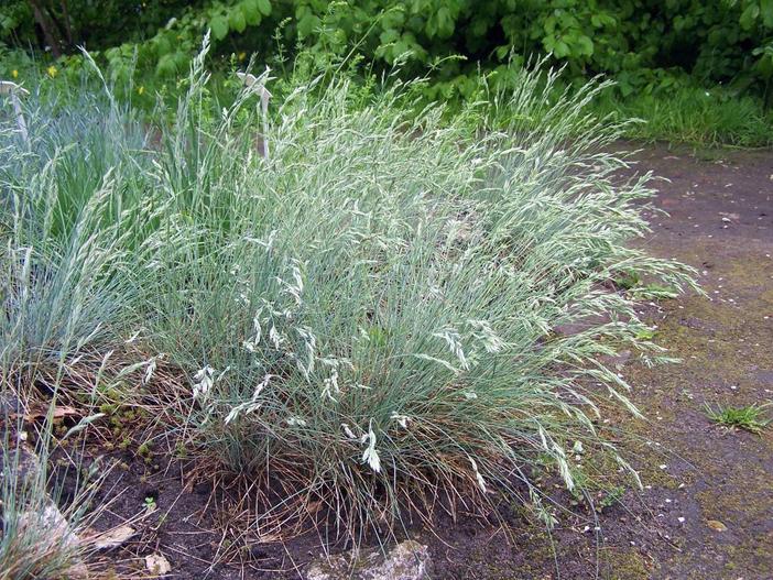 Festuca cinerea image