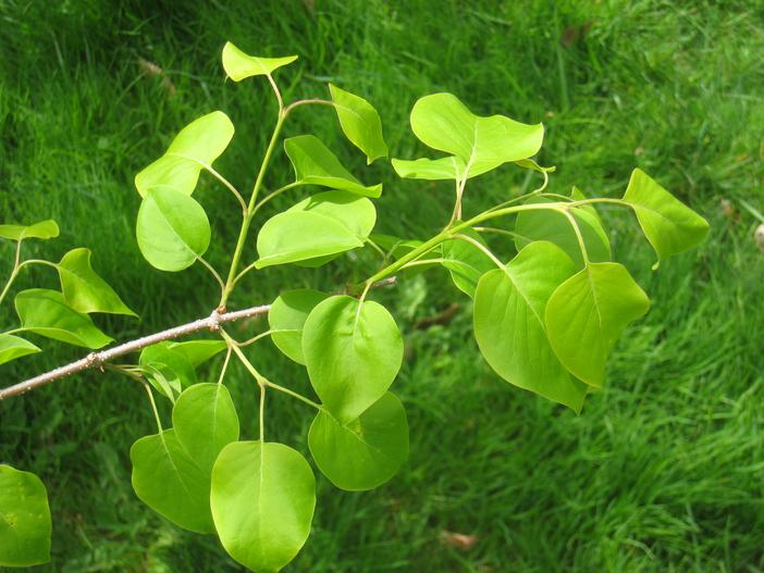 Syringa pekinensis image