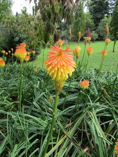 Kniphofia rooperi image