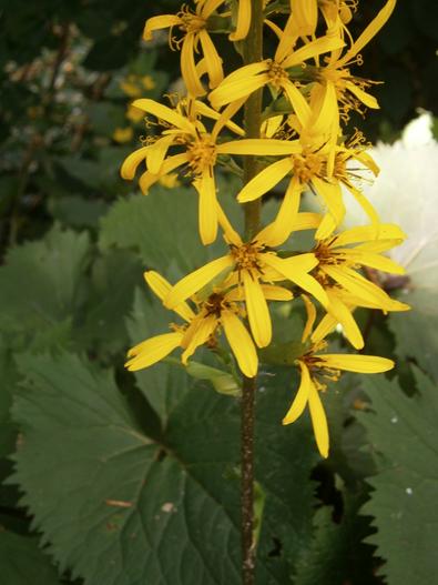 Ligularia przewalskii image