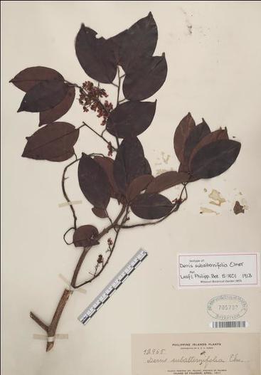 Dalbergia rostrata image