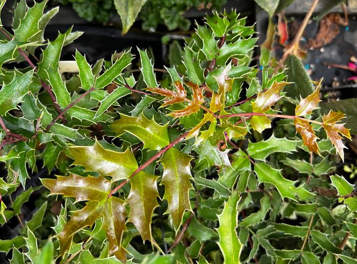Mahonia moranensis image