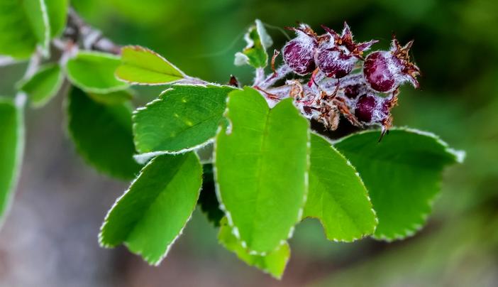 Amelanchier obovalis image
