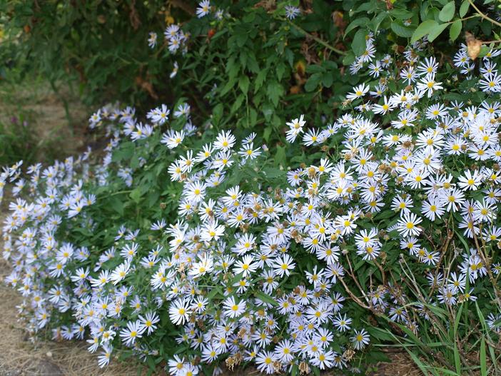 Boltonia asteroides var. asteroides image