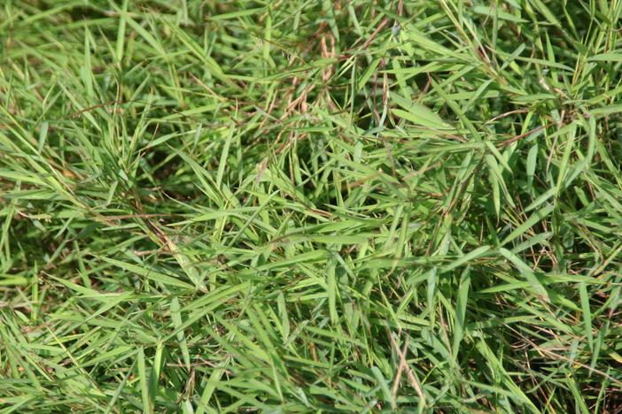 Pogonatherum paniceum image