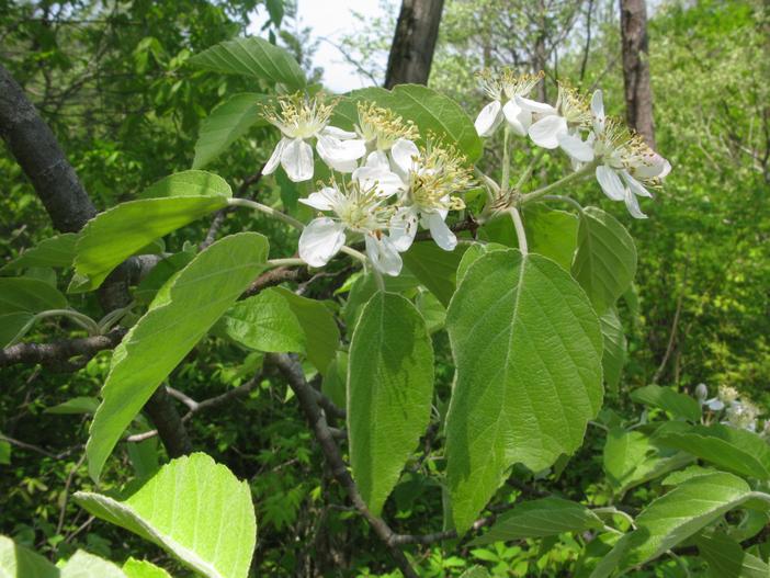 Malus tschonoskii image