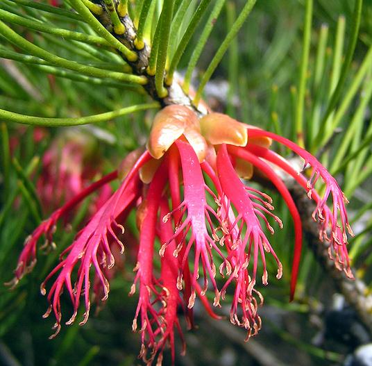 Calothamnus rupestris image