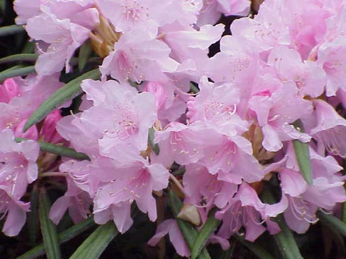 Rhododendron makinoi image