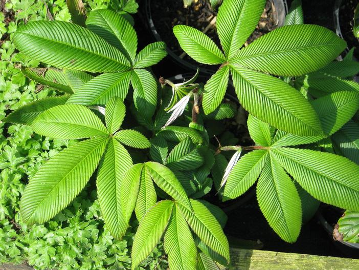 Rubus lineatus image
