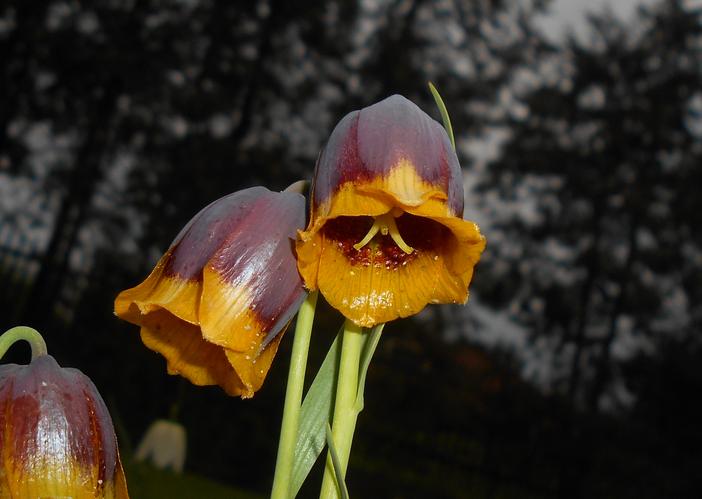 Fritillaria michailovskyi image