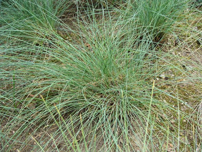 Festuca filiformis image